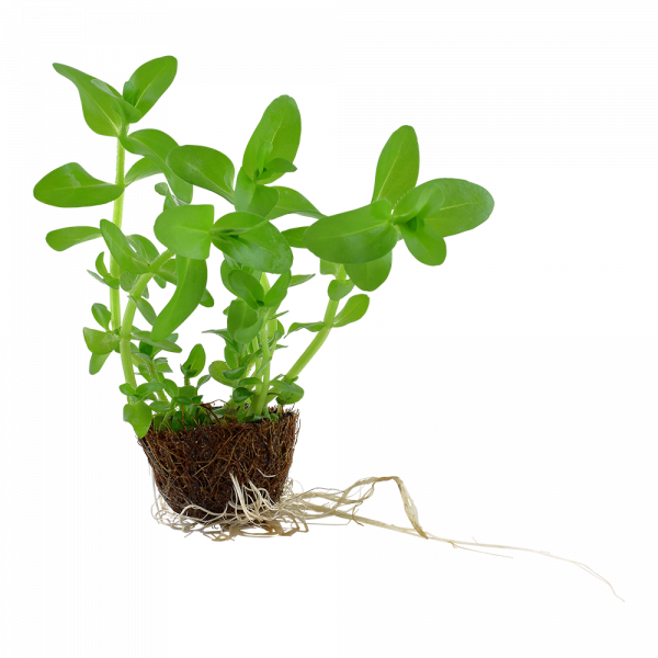 Bacopa Caroliniana Mini Pot - Image 4