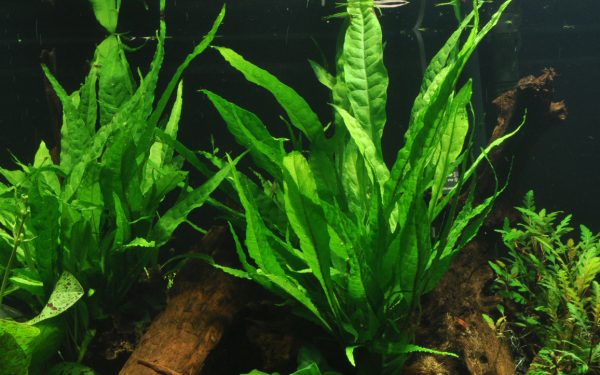 Microsorum pteropus Java Fern - Image 3
