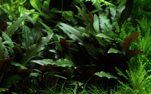 Cryptocoryne beckettii 'Petchii' on Lava Rock - Image 2