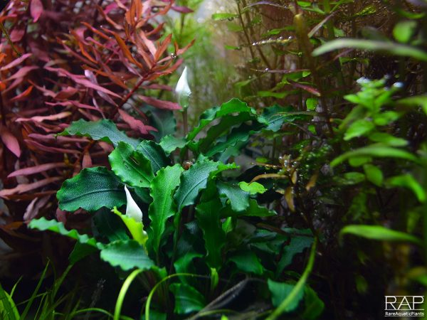 Bucephalandra pygmaea 'Wavy Green' On Lava Rock - Image 3