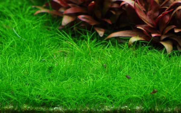 1-2 Grow Eleocharis acicularis 'Mini' - Image 3