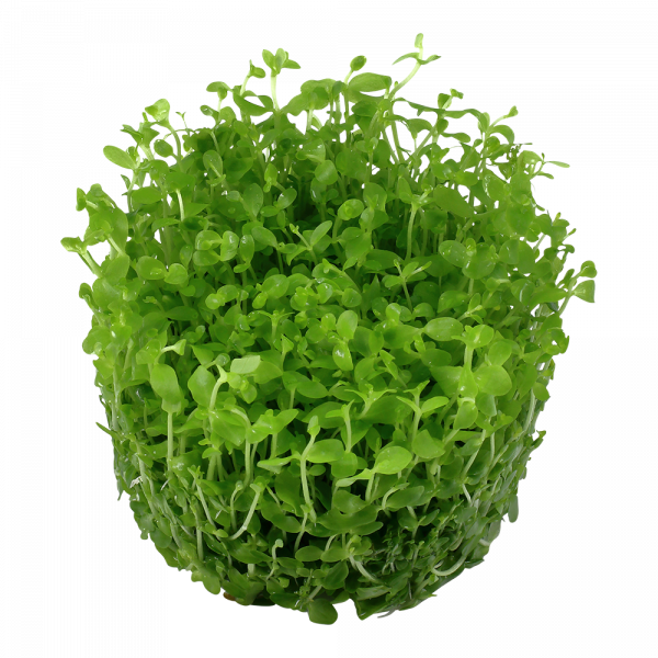 1-2 Grow Micranthemum tweediei Monte Carlo - Image 4