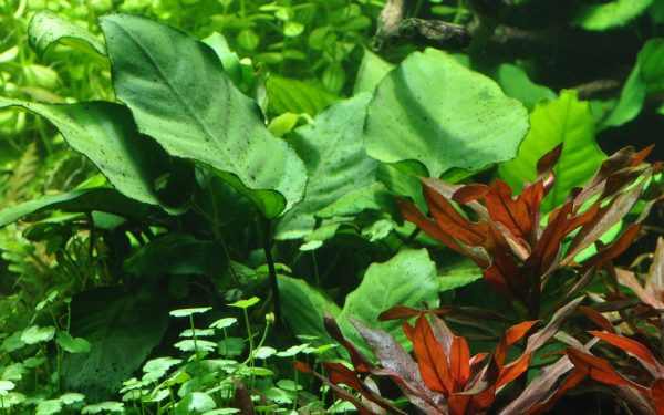 Anubias barteri var. caladiifolia Blister Pack - Image 3