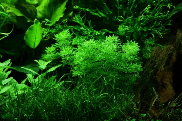 Limnophila sessiliflora Blister Pack - Image 3