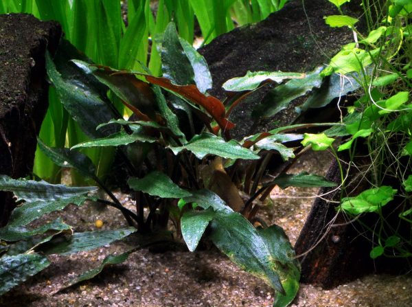 Cryptocoryne beckettii 'Petchii' Blister Pack - Image 4