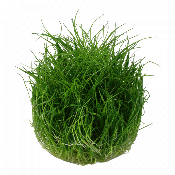 1-2 Grow Eleocharis acicularis 'Mini' - Image 4