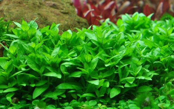 1-2 Grow Staurogyne repens - Image 3