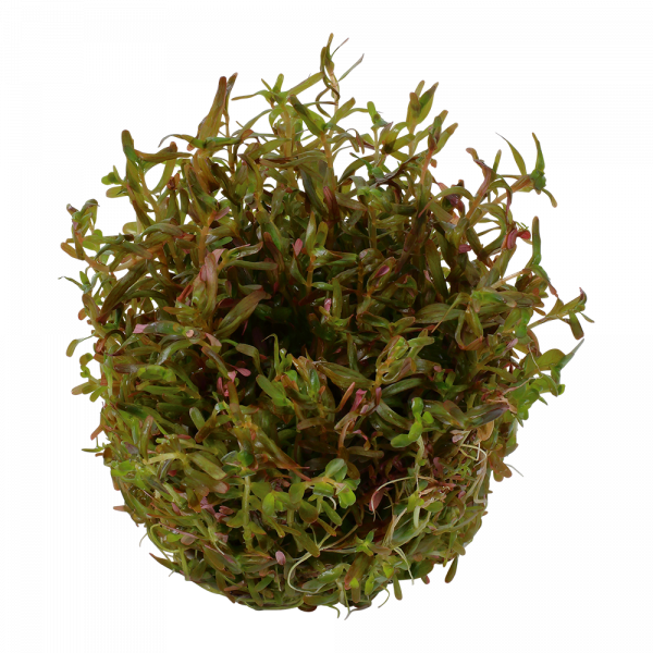 1-2 Grow Rotala rotundifolia 'H'ra' - Image 2