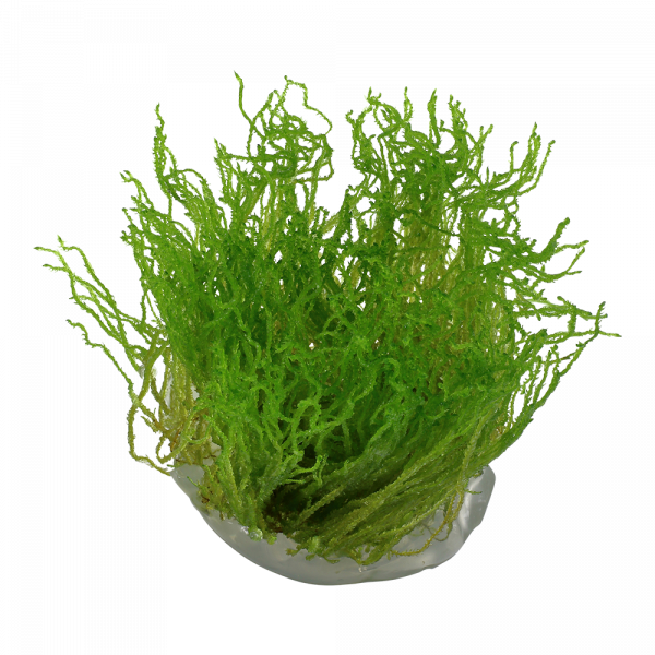 1-2-Grow Taxiphyllum 'Flame' - Image 4