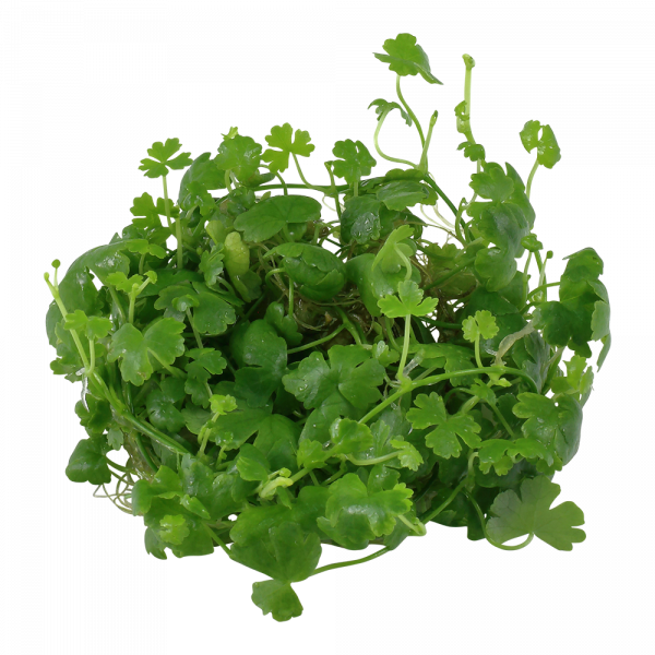 Hydrocotyle tripartita 1-2 Grow - Image 2