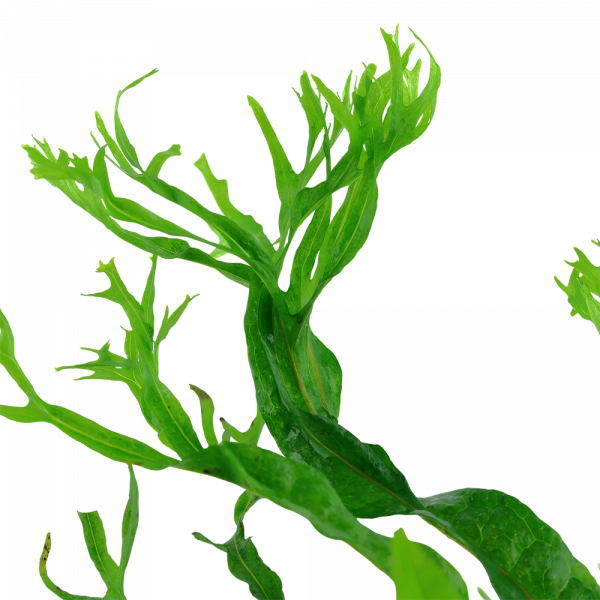 Microsorum pteropus 'Windeløv' On wood with Sucker - Image 3