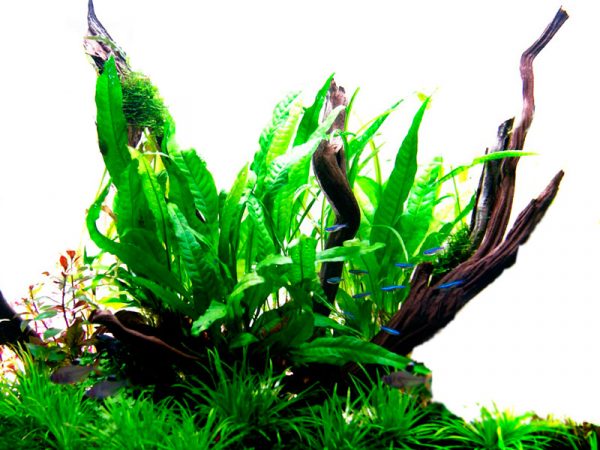 Microsorum pteropus Java Fern - Image 2