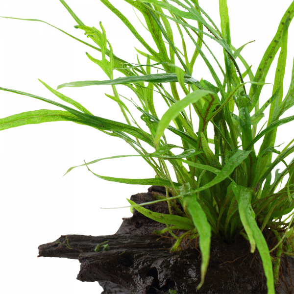Microsorum pteropus ‘Trident’ on Wood - Image 2