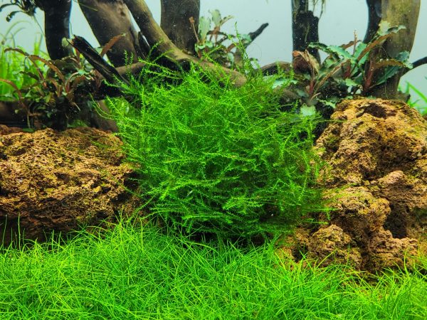 Leptodictyum riparium 1-2 Grow - Image 5