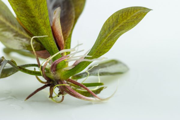 Echinodorus 'Reni' 1-2 Grow - Image 3