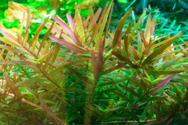 1-2 Grow Rotala rotundifolia 'H'ra' - Image 4
