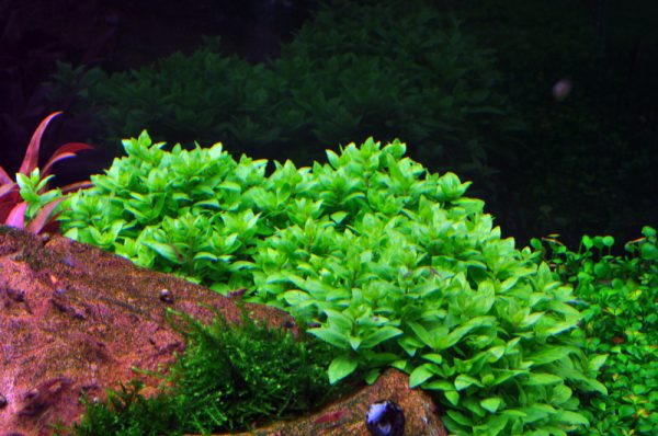 1-2 Grow Staurogyne repens - Image 5