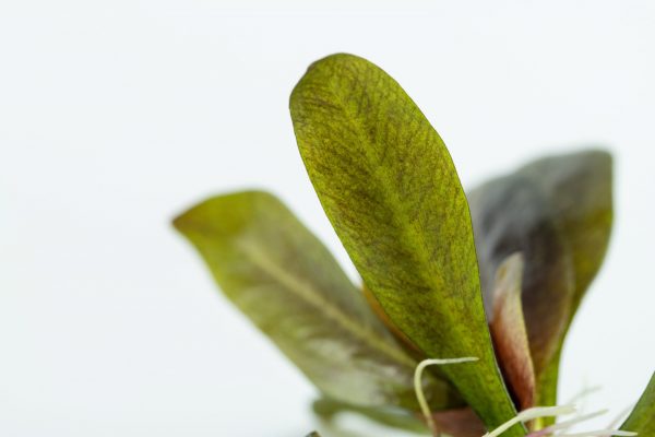 Echinodorus 'Reni' 1-2 Grow - Image 2