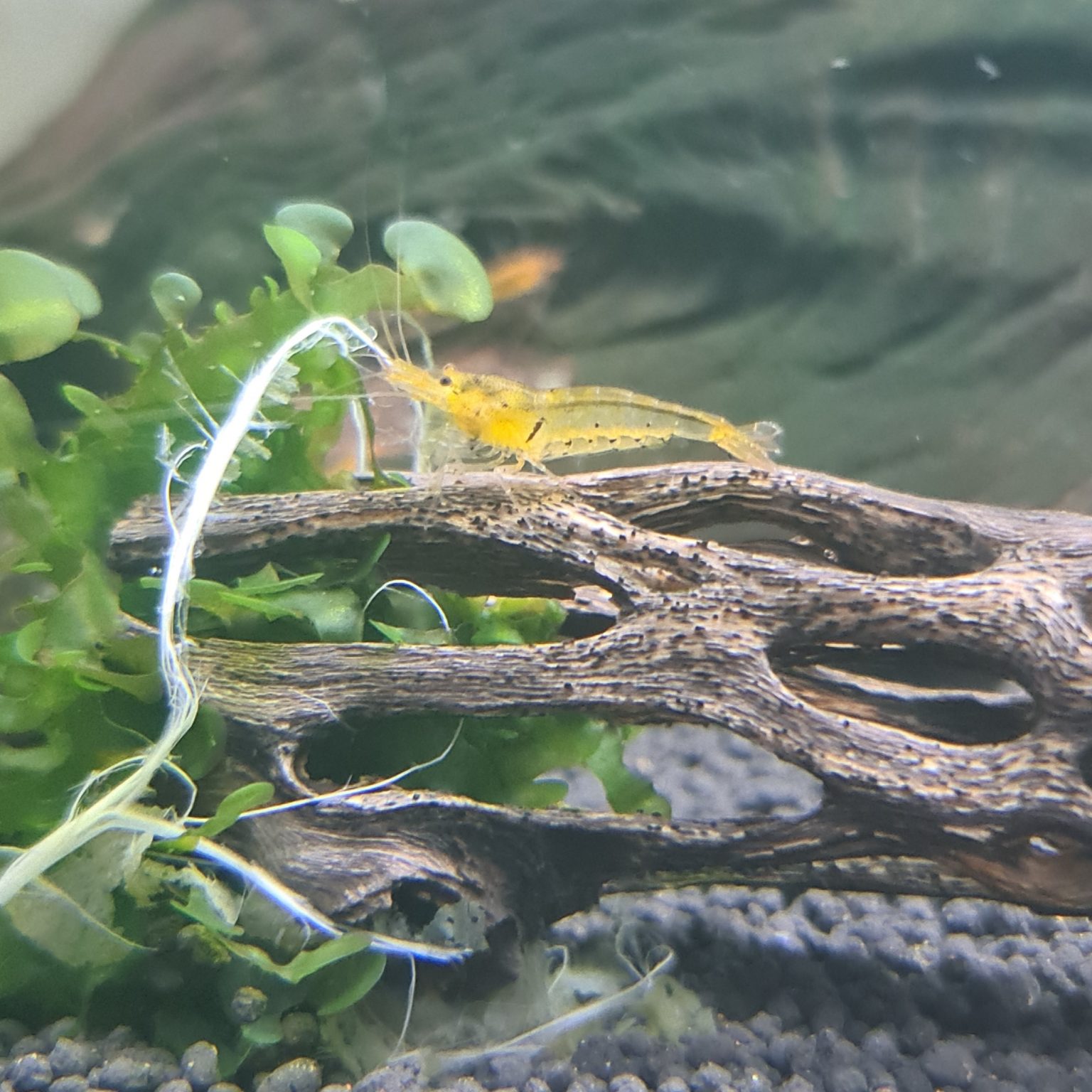 Caridina Shrimp GBee Shrimp UK