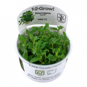 1-2 Grow Staurogyne repens