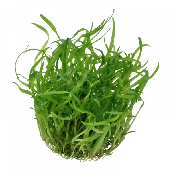 1-2 Grow Sagittaria	subulata - Image 2