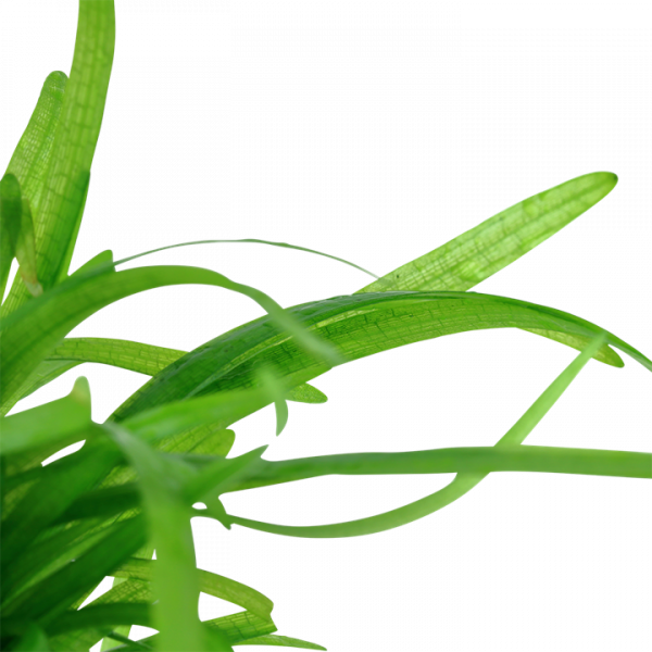 1-2 Grow Sagittaria	subulata - Image 3