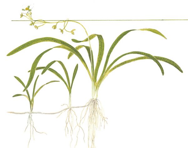 1-2 Grow Sagittaria	subulata - Image 4