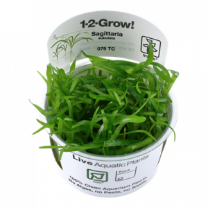 1-2 Grow Sagittaria	subulata