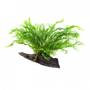 Microsorum pteropus 'Windeløv' (On Wood)