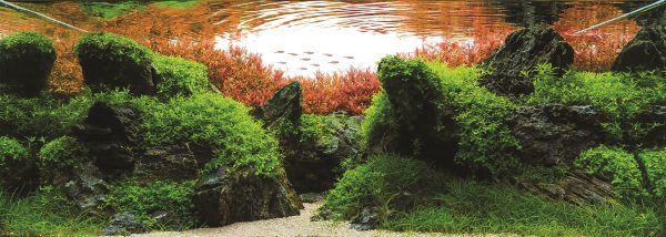 1-2 Grow Rotala rotundifolia 'H'ra' - Image 5
