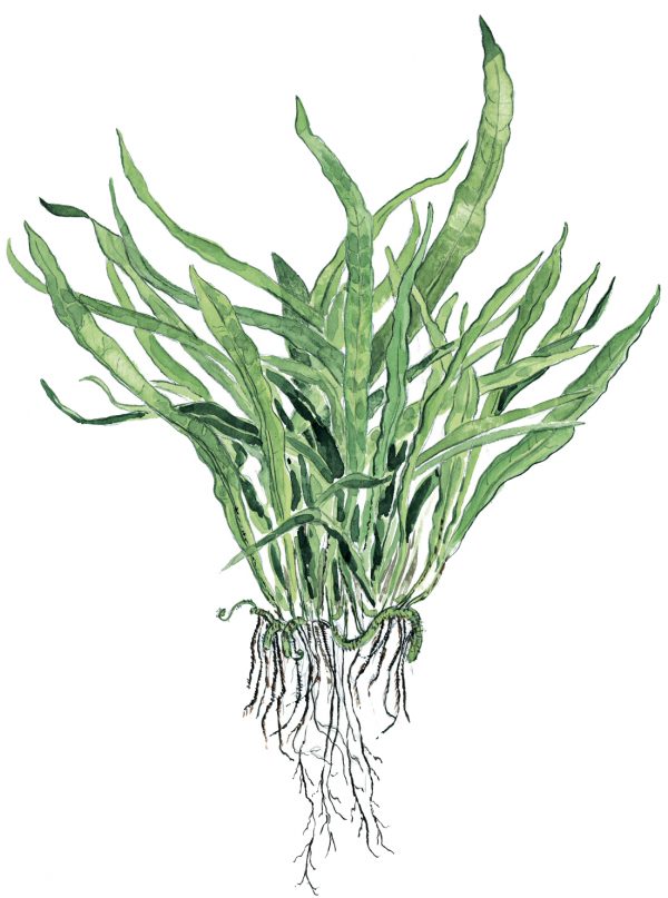 Microsorum pteropus 'Narrow' - Image 2