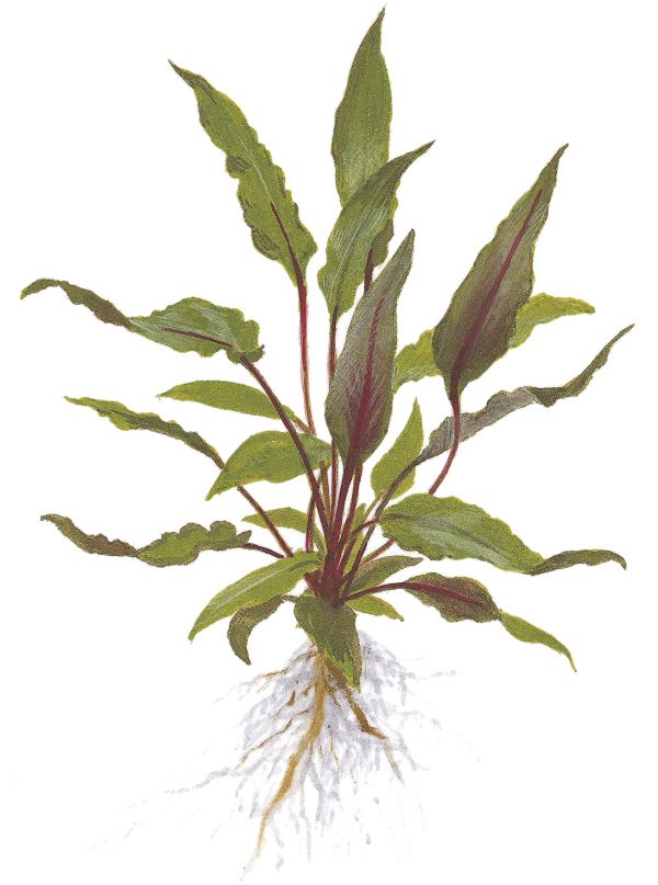 Cryptocoryne beckettii 'Petchii' 5cm Pot - Image 3