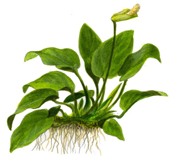 Anubias barteri var. nana on wood - Image 2