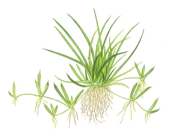 Littorella Uniflora 1-2 Grow - Image 2
