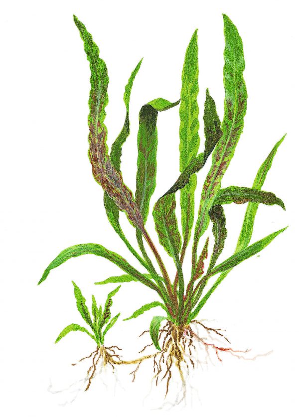 Cryptocoryne Albida Brown - Image 2