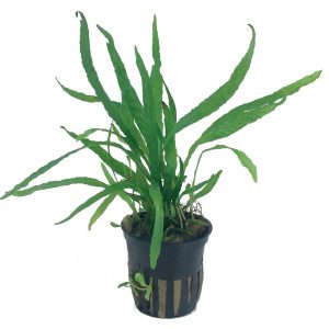 Microsorum pteropus 'Narrow'