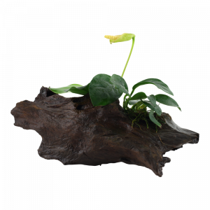 Anubias barteri var. nana on wood
