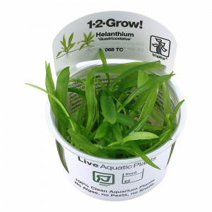 Helanthium bolivianum 'Quadricostatus' 1-2 Grow