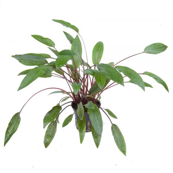 Cryptocoryne beckettii 'Petchii' 5cm Pot - Image 2
