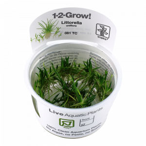 Littorella Uniflora 1-2 Grow