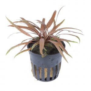 Cryptocoryne Albida Brown