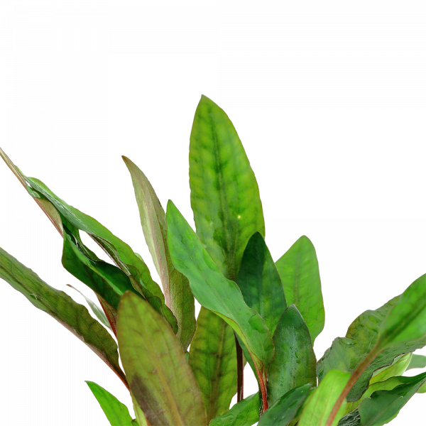 Cryptocoryne beckettii 'Petchii' 5cm Pot - Image 4