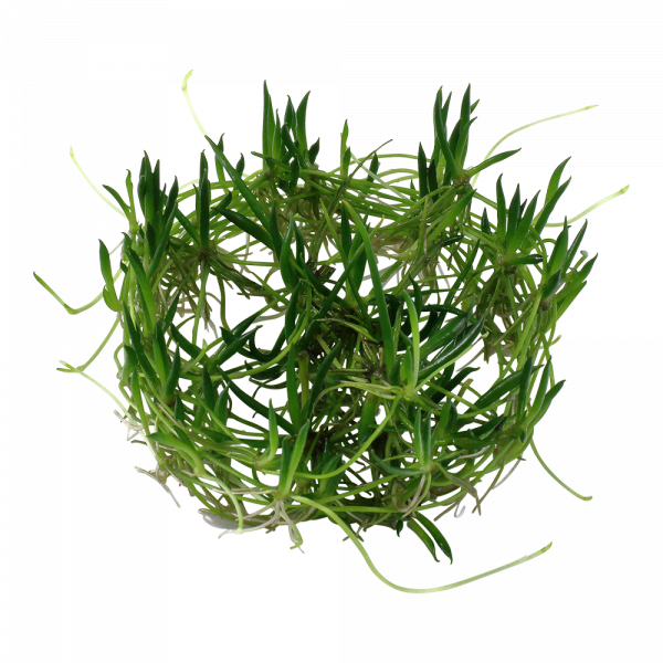 Littorella Uniflora 1-2 Grow - Image 3