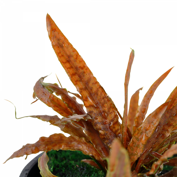 Cryptocoryne Albida Brown - Image 3