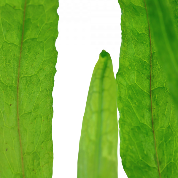 Microsorum pteropus 'Narrow' - Image 3