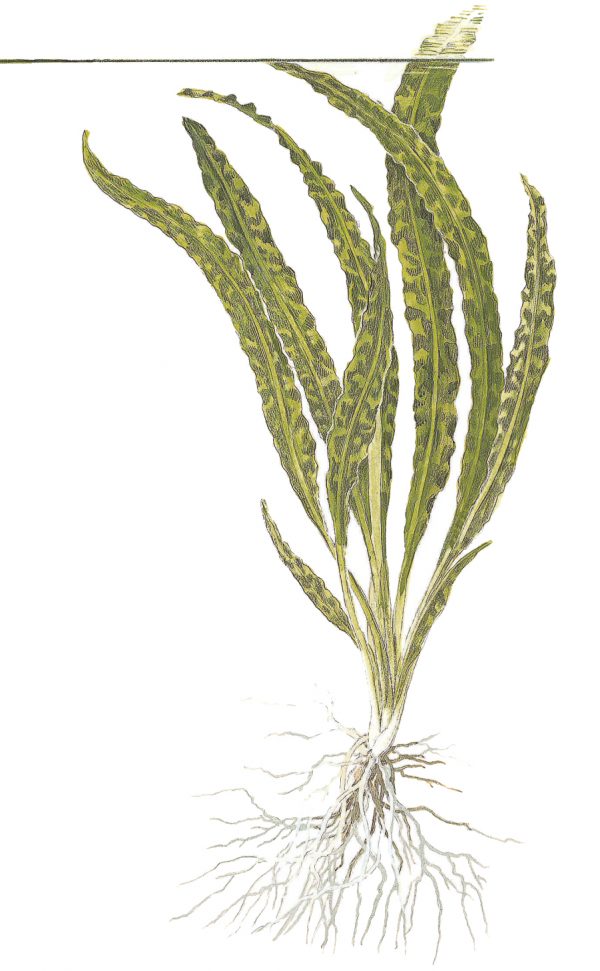 Cryptocoryne crispatula 1-2-Grow - Image 2