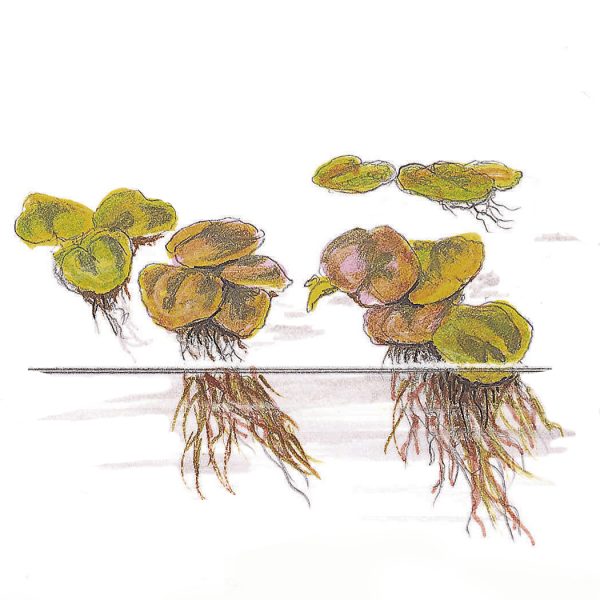Phyllanthus fluitans 1-2-Grow (Red Root Floater) - Image 2