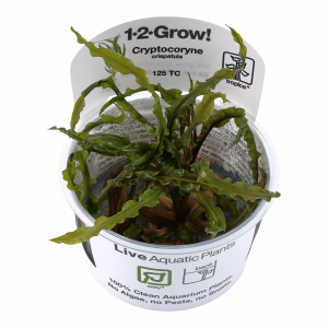 Cryptocoryne crispatula 1-2-Grow