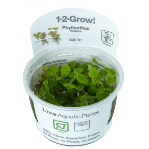 Phyllanthus fluitans 1-2-Grow (Red Root Floater)