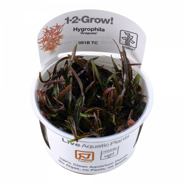 Hygrophila lancea 'Araguaia' 1-2-Grow!